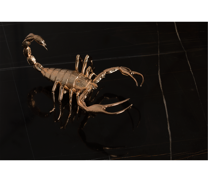 METAMORPHOSIS - Image 5